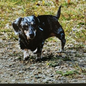 Meet your Posher, Lenore